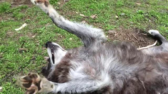 A very happy wolf