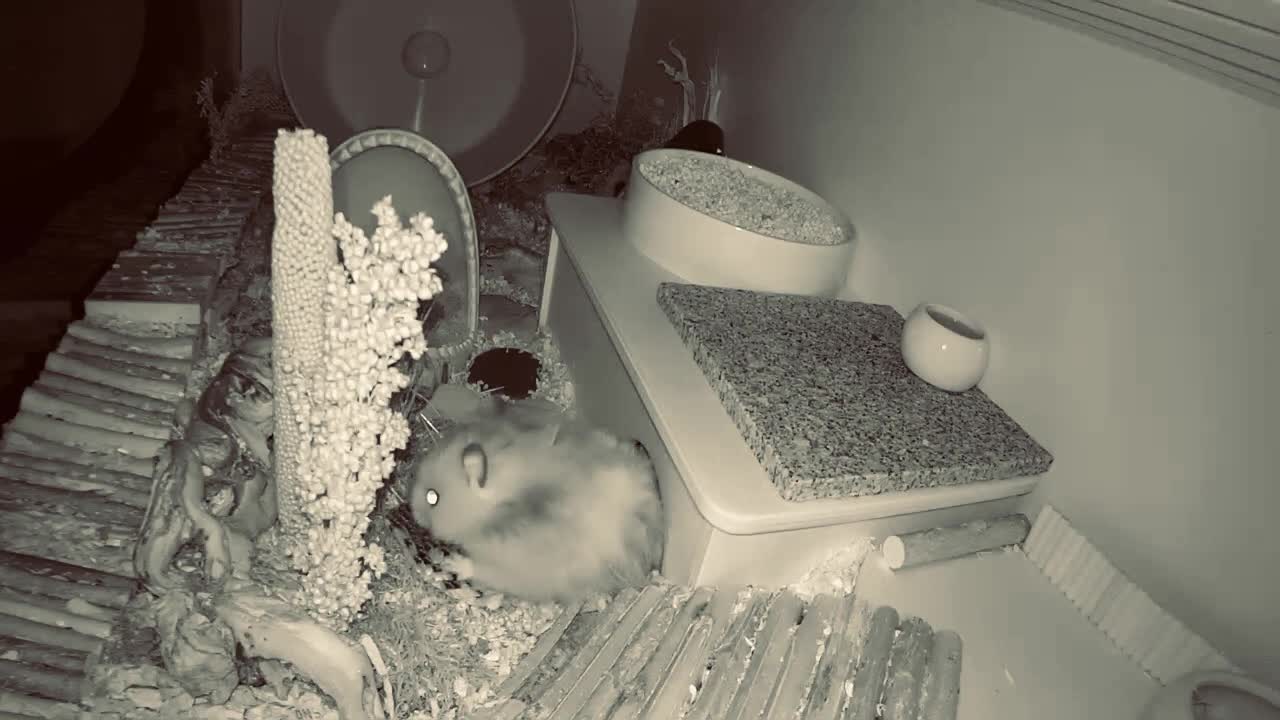 Hamster harvest sunflower seeds-15