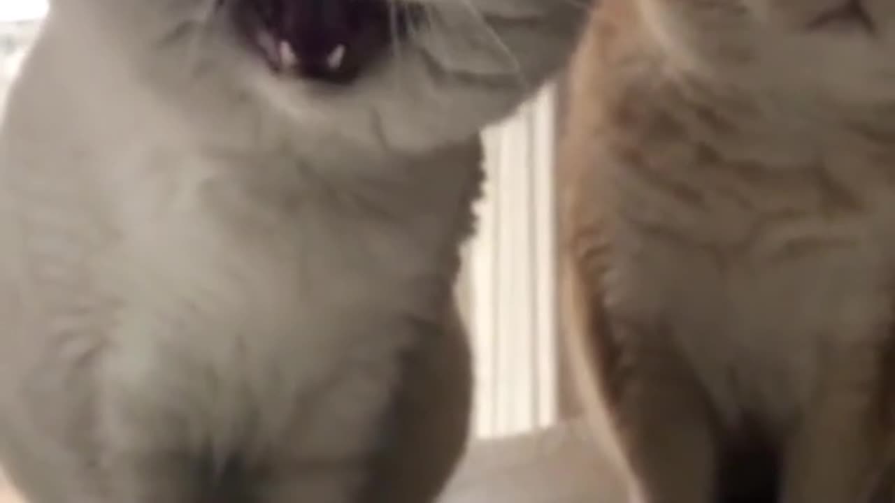 cats cute