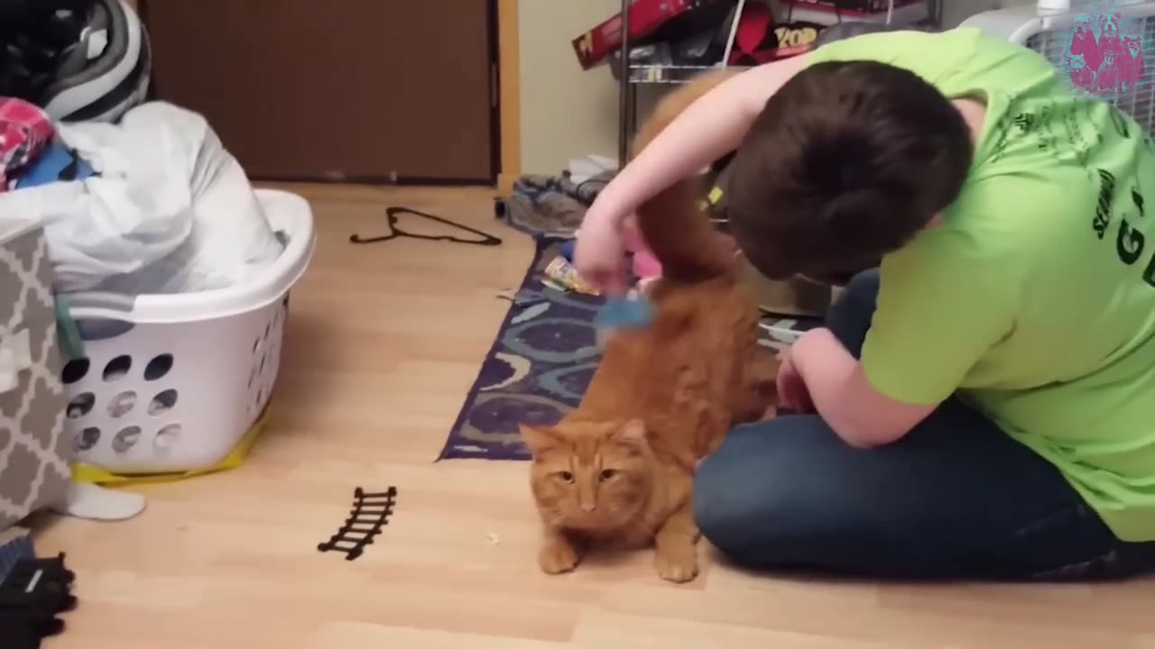 funny dogs and cats