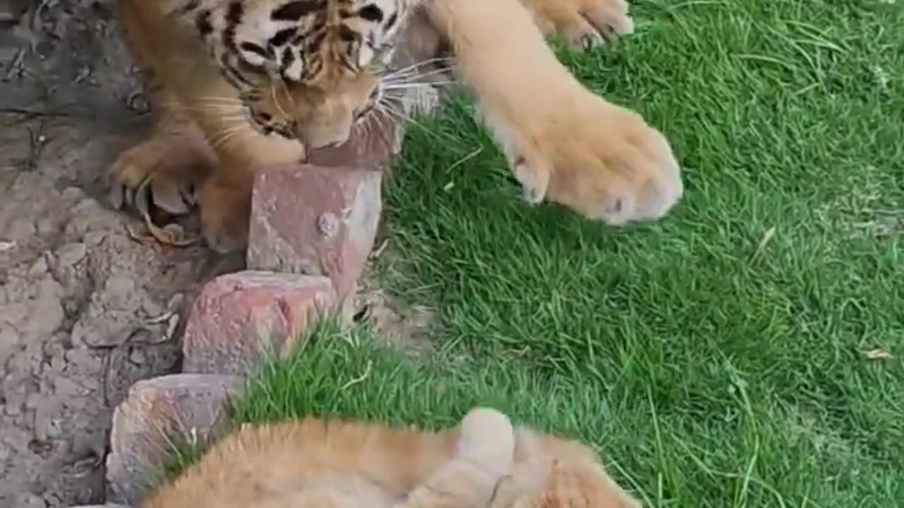 Tiger and cat fight