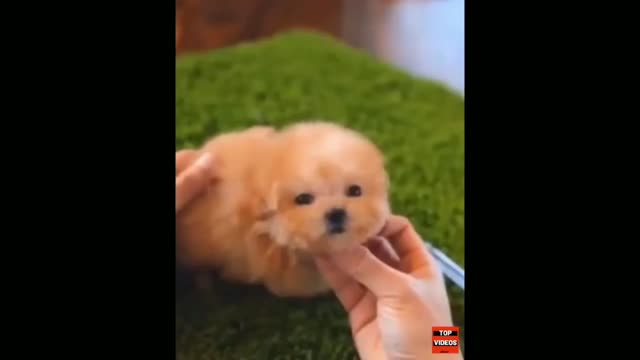 World’s SMALLEST Dogs OMG! 14