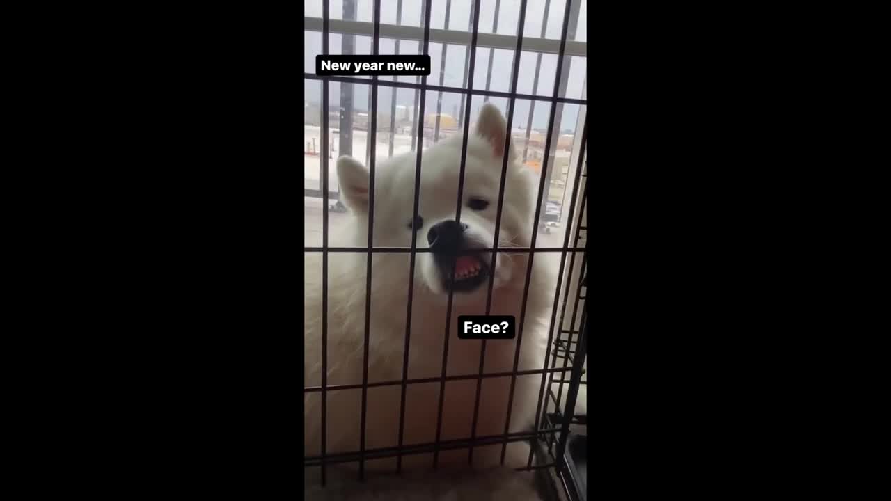 Samoyed presses nose against crate, makes ridiculous face