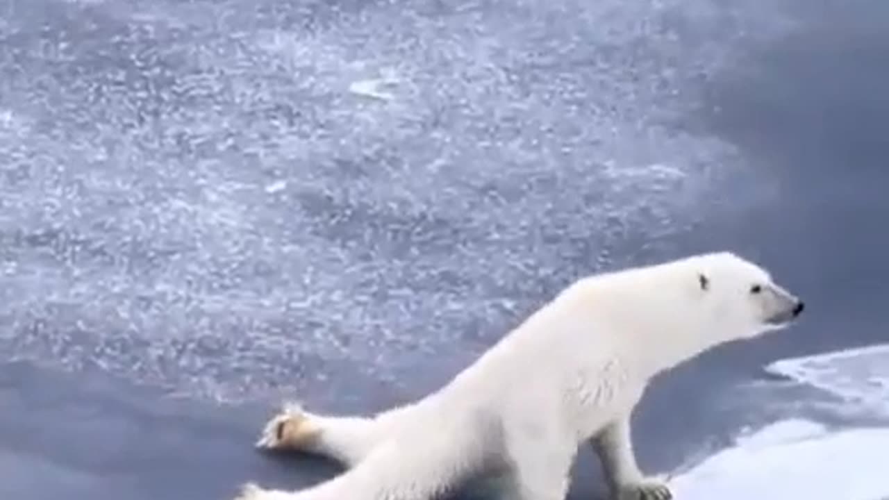 Polar Bear Demonstrates How To Traverse The Ice #shorts #shortvideo #video #virals #videoviral