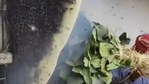 Honey Harvesting Satisfying