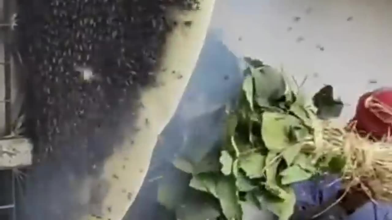 Honey Harvesting Satisfying