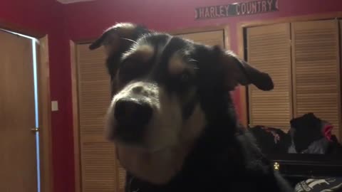 dog trying to sing with the owner while she plays a banjo