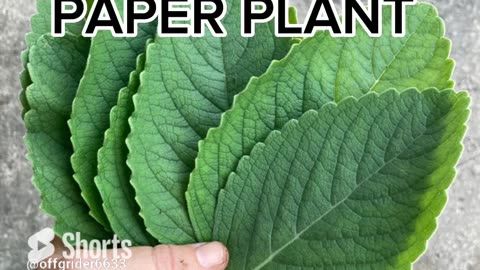 TOILET PAPER PLANT AKA BLUE SPUR FLOWER #plants