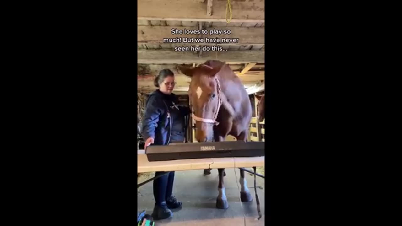 HORSE FUNNY VIDEOS