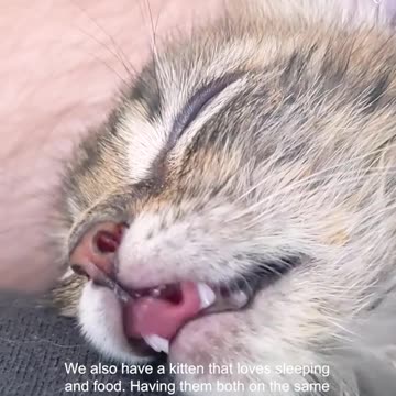 Funny kitten