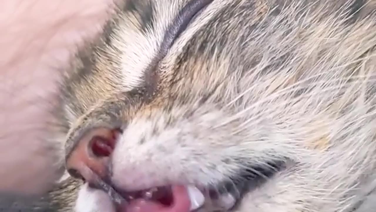 Funny kitten