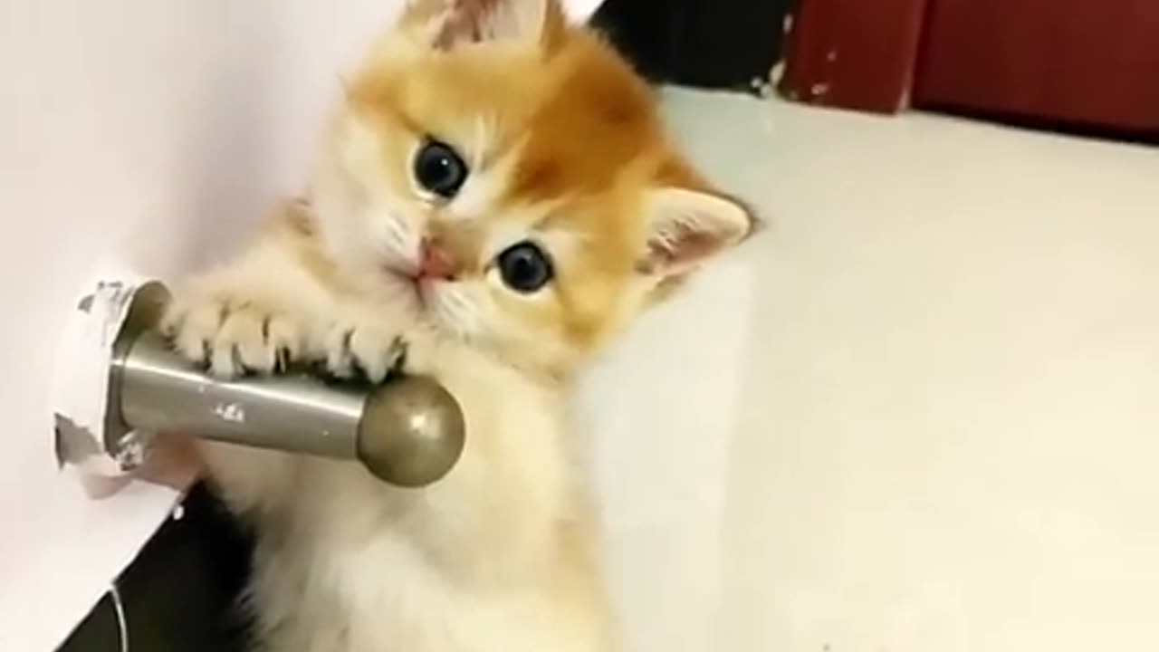 OMG Cuteness Overloaded Super Cuteness Kitty Cats Shorts Videos