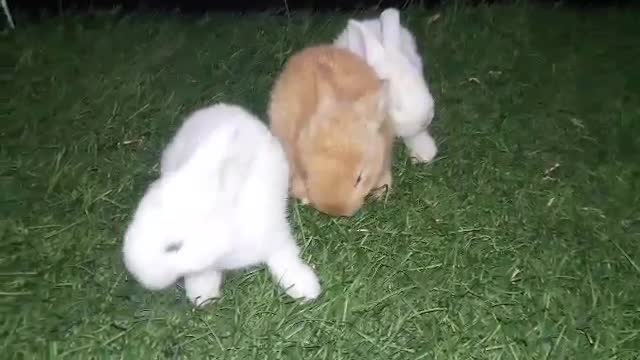 Beautiful bunnies