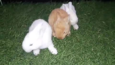 Beautiful bunnies