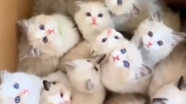 Happiness in one box/all indian kittens