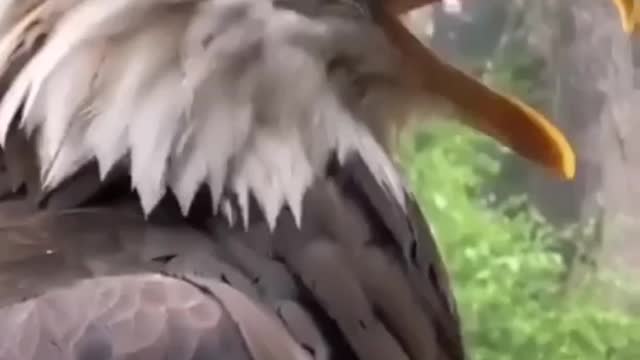 American Eagle