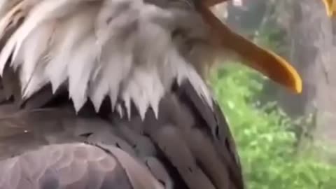 American Eagle