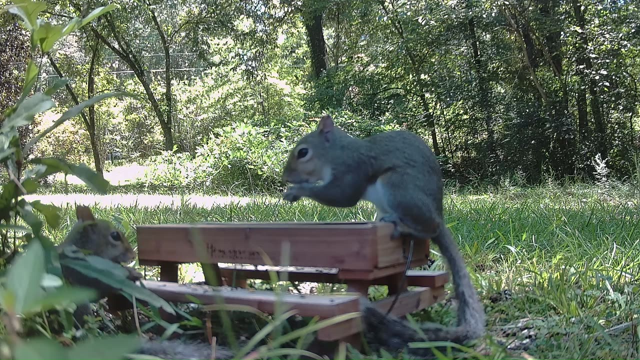Two squirrel clips Squirrel Alert! Will two squirrels get along?