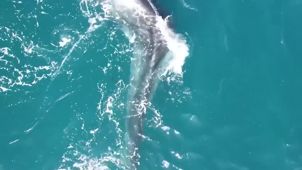 55 Foot Of Whale Has Severe Case of Scoliosis