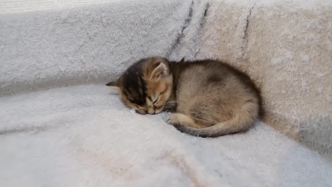 I feel very nostalgic when I look back on when I was three kittens.