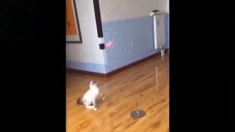 cute and funny kitten