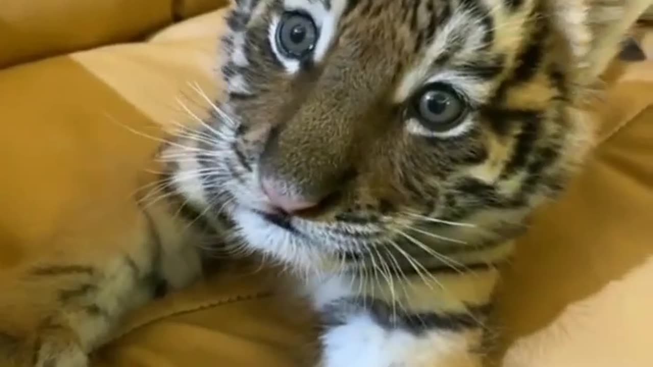 CUTE BABY TIGER