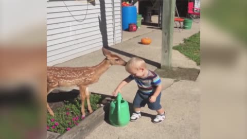 Little Boy Befriends a Baby Deer