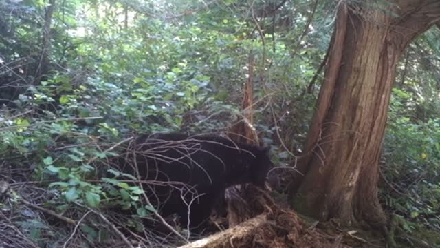 Black Bear Tears Down Old Tree to Snag Some Grubs