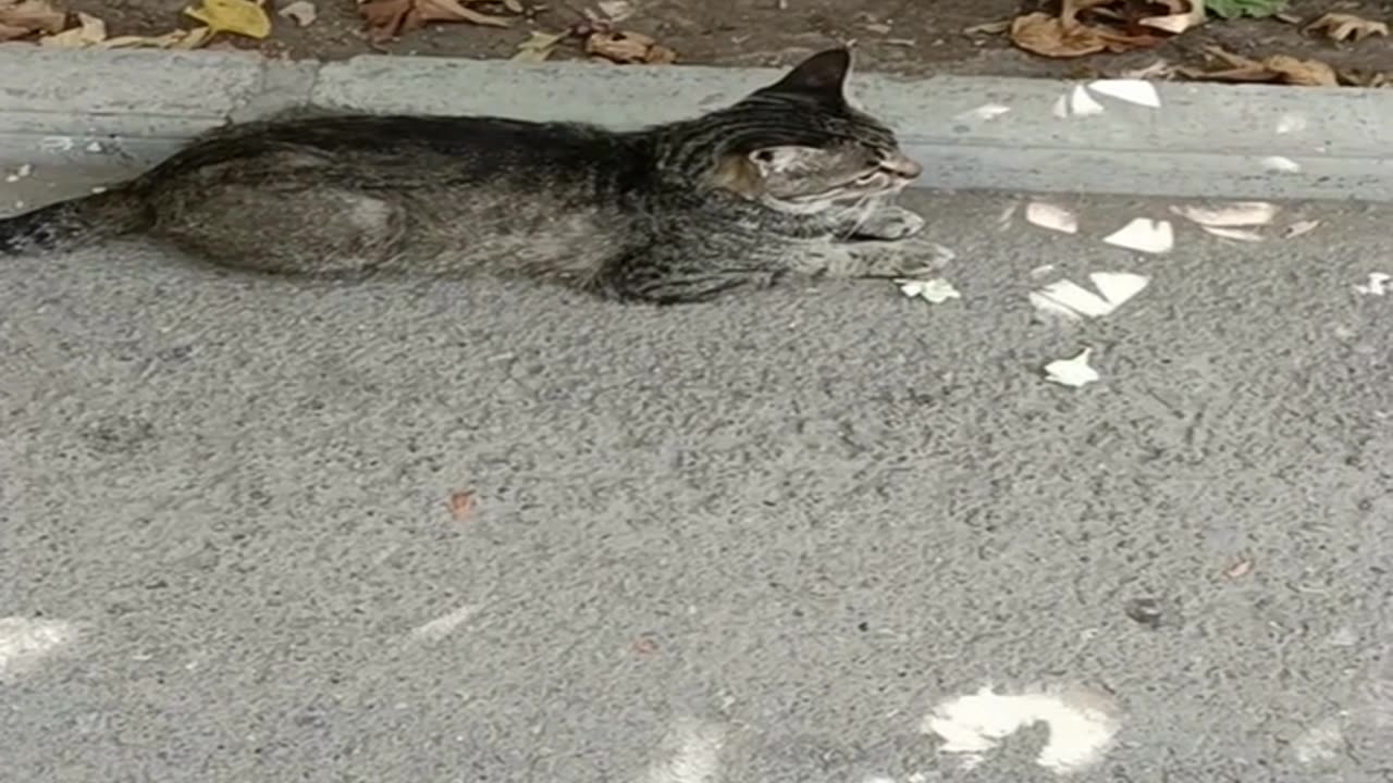 A cute and beautiful cat is resting