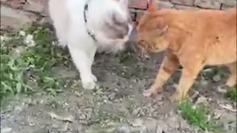 Cat funny video