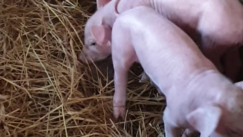 09 feeding cute baby pigs day4, beautiful