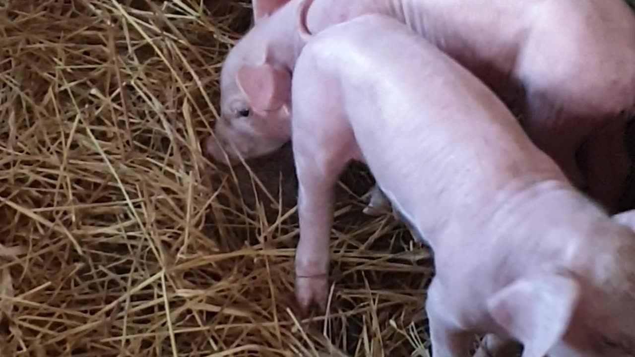 09 feeding cute baby pigs day4, beautiful