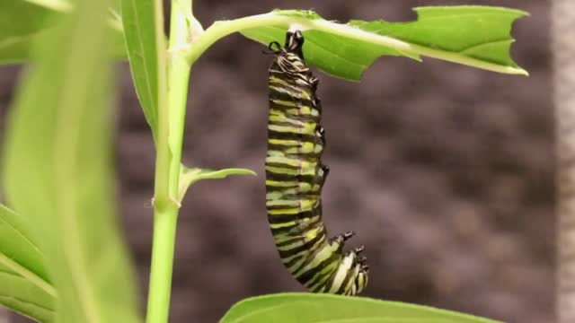 Caterpillar Clips