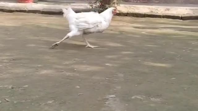 Teri Jhalak Sharafi pushpa funny video