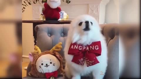 Baby Dogs: 19 Funniest and Cutest Dog Videos | Aww Animals