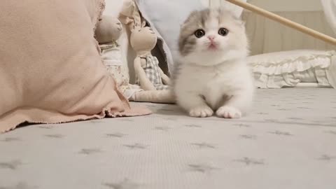 Cute and Funny Cat Video