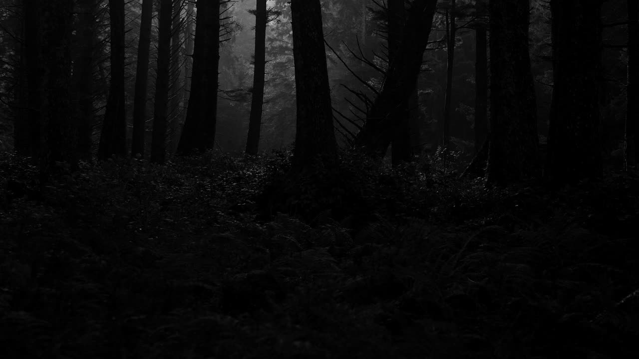 Horror Ambience with a Dark Forest - Atmospheric Scary Sounds for Horror