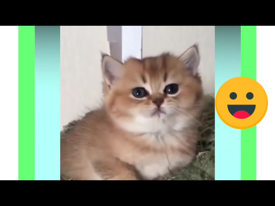 FUNNY & CUTE KITTEN WITH CUTE SOUND | BE LOVELLY WITH THIS KITTEN 😚😚😚