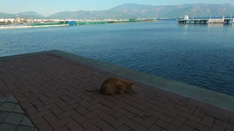 Ginger cat at the seaside purring by rubbing at me is so cute