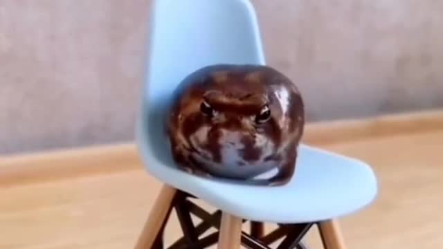 subvertexpectations(submittedby@NathanD.Kalcsa)#frogs