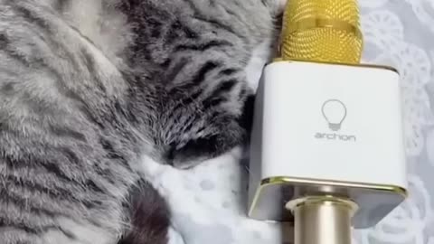Funny 🐈 & 🐕