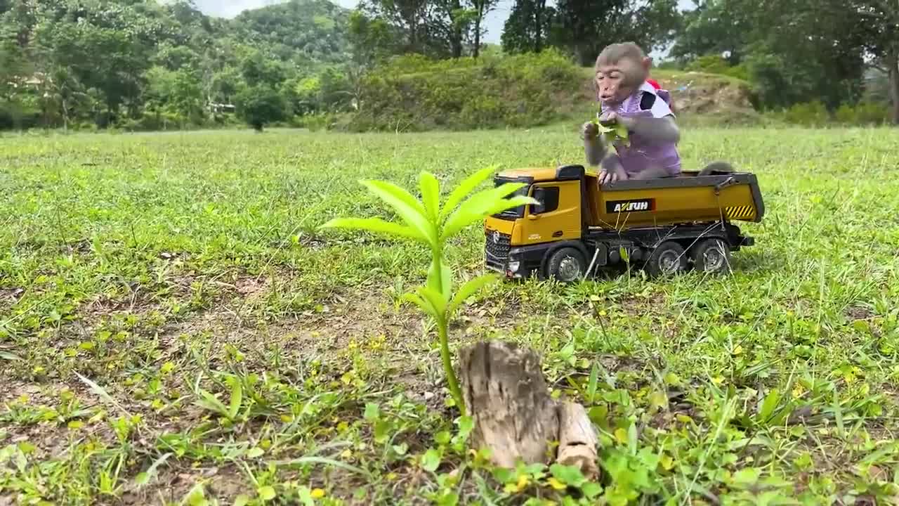 Haha monkey drove the car into the ditch