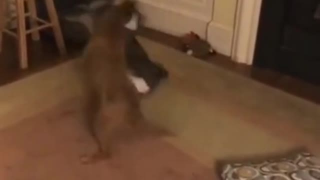 cute cat dog fight 2021 #shorts