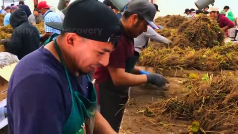 How To Produce Billions Of Strawberries In California - Strawberry Harvesting-5