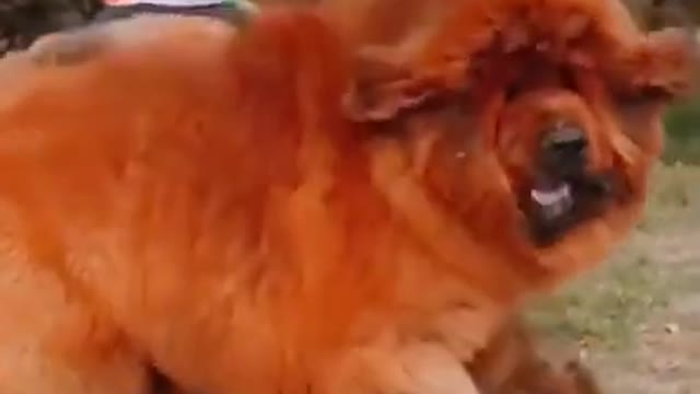 Fierce me, do you like #dog #dogs #dogvideo #funnyvideo #shorts