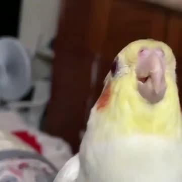 The cockatiel bird plays with its owner in an amazing way with a piece of cardboard