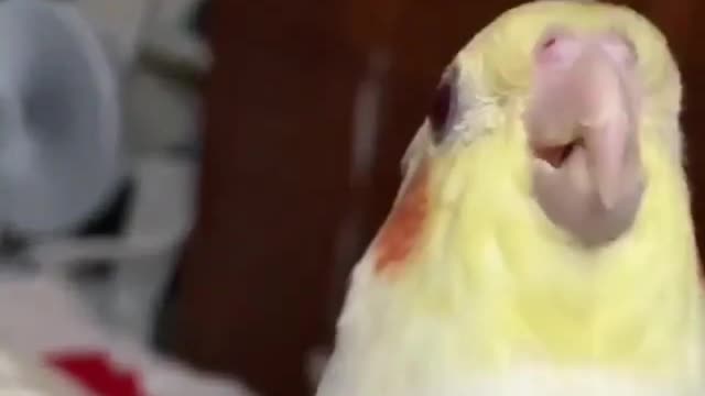 The cockatiel bird plays with its owner in an amazing way with a piece of cardboard