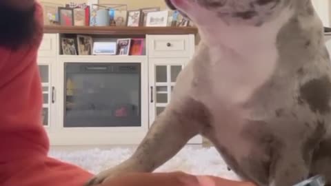 #funny dog # funny animal # funny animal funny animal# fu