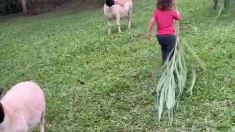 fazendinha do menino da pecuaria