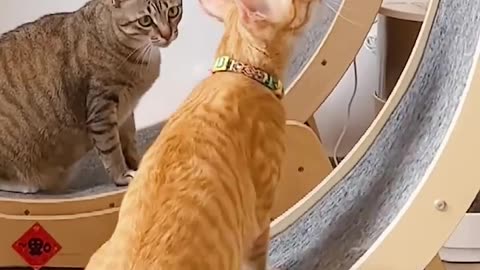 Funny Cute Cats